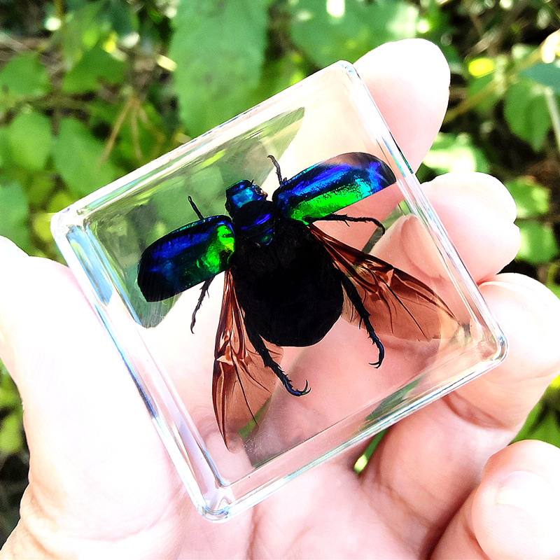 푸른 딱정벌레가 날개를 펼친다 80%