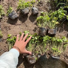 绿化工程苗地被植物红花酢浆草紫叶炸浆草球根幸运草地栽盆栽花卉