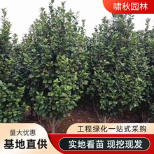 軨ɽ軨ԻܺBGֲļ_NͥԺ^p