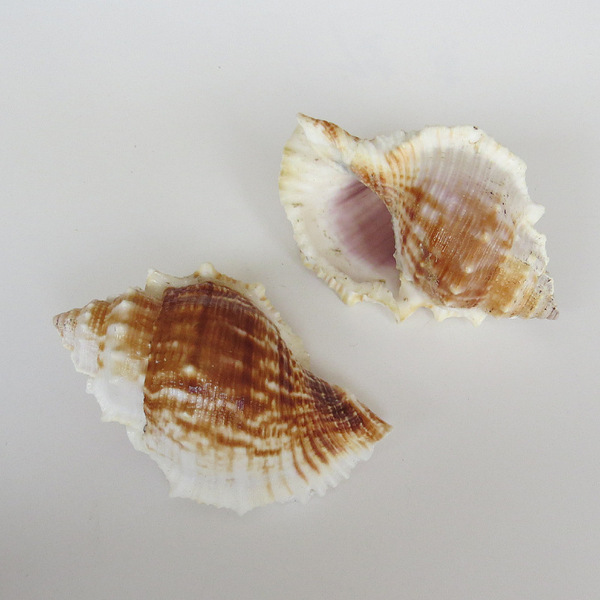 Natural conch shell striped piano snail fish tank aquarium…