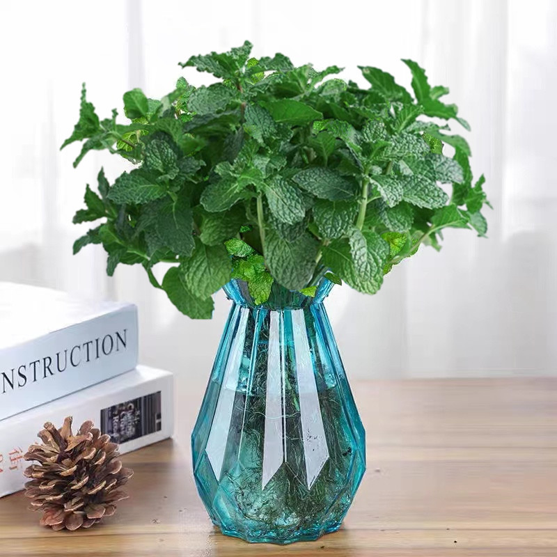 [신수경재배] 민트 10개(다이아몬드블루 유리병) 선택시 크리스탈머드 증정 +