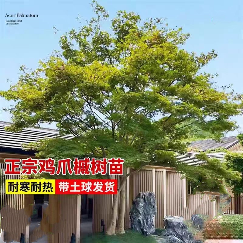 鸡爪槭树苗别墅庭院大型耐寒绿化风景树彩叶造型丛生鸡爪槭红枫苗