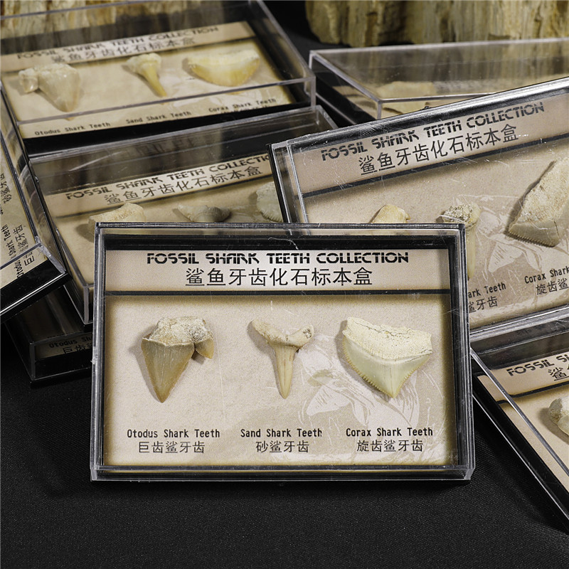 Cross-border new product supply natural shark tooth fossil specimen acrylic boxed student popular science teaching materials