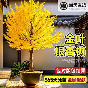 Ginkgo Sapling Potted Early Golden Green Leaf Courtyard Villa Landscape Large Greening Tree Ginkgo Small North and South Can Be Planted