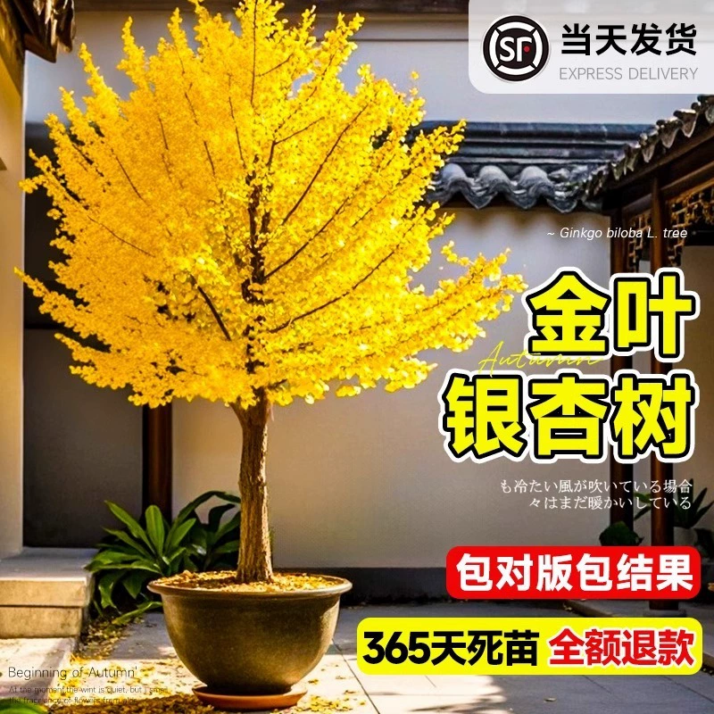 Гинкго в горшке, ранний золотисто-зеленый лист, ландшафт для двора и виллы, большое зеленое дерево, гинкго, подходит для посадки в северных и южных регионах.