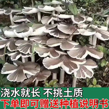 正宗鸡枞新鲜种家种包伞把菇纯野生菇三塔荔枝四季种1