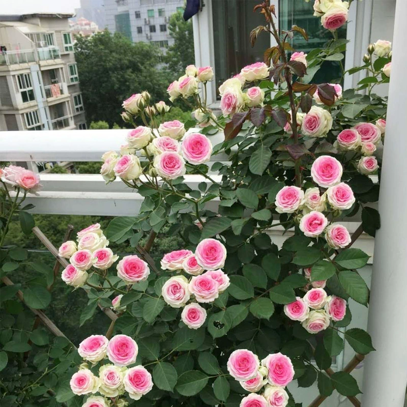 Одноствольные розы для дропшиппинга, маленькие балконные розы для сада и двора, четырехсезонные вьющиеся розы "Маленький рай".