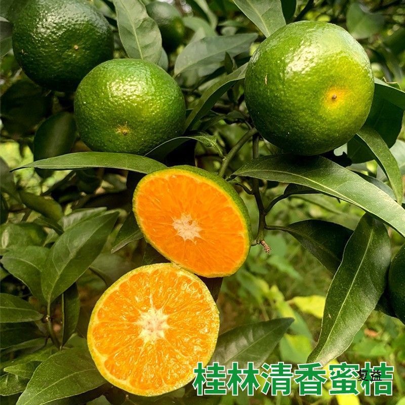 [Slightly Sour Taste] Fujian Oranges Fresh Picked Green Peel Oranges Sweet and Sour Thin Skin Tangerine Pregnant Women Fruit