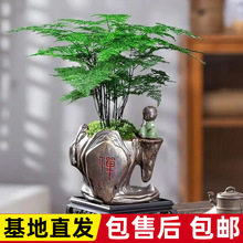 盆栽办公室桌面摆件客厅微景观好养活盆景懒人植物易养小盆栽