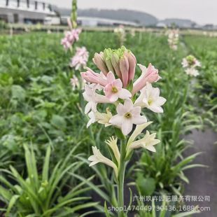 ����������ҹ�����������������ͥԺ�̨�^��ֲ���ͺ����B��