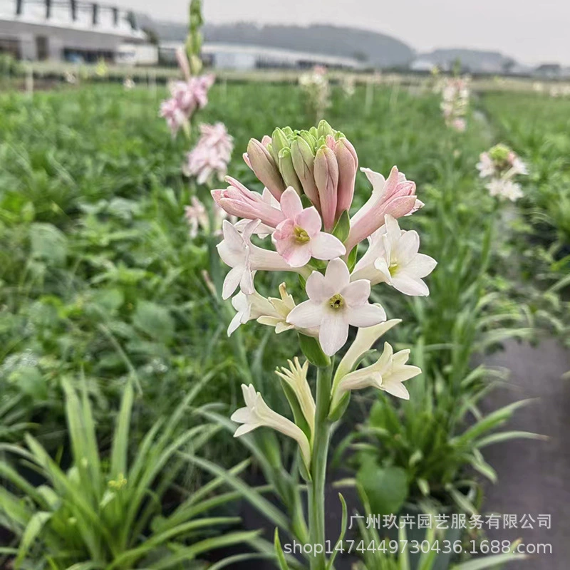 Тубероза в горшках Тубероза Многолетние цветы открытый двор балкон цветущие растения засухоустойчивые и легко кормятся