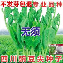 �����Iһ��һ���o��㶹��N���㶹���ش��~�֗U�붹����ѿ�˷N��