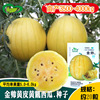 Golden handsome yellow skin, yellow meat watermelon seed farmland vegetable garden, precocious medium fruit type meat delicate refreshing juicy watermelon seeds