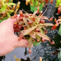 Клетка для необычных свиней, суккуленты, зеленые растения в горшках, теплица оптом, агава, кактус, двенадцать рулонов, мясные растения