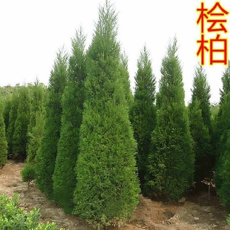 Саженцы сосны, саженцы кипариса, саженцы кедра, китайский шиповник, рождественская елка, саженцы для озеленения двора, саженцы кипариса в горшках для балкона Platycladus arborvitae