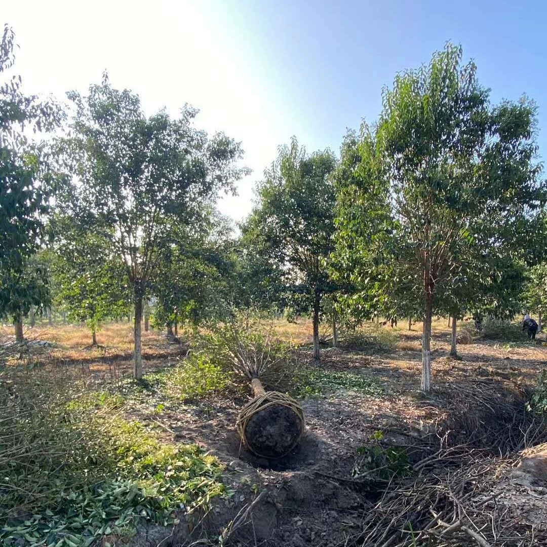 Саженцы лигустиума, саженцы морозовки H 30cm H 80cm H 1.2m Саженцы морозовки, саженцы лигустиума 2-летние