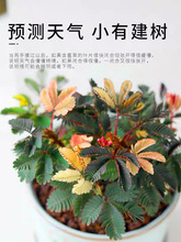 彩虹含羞草小盆栽幼儿园学校室内趣味花卉四季常青害羞草阳台意赛