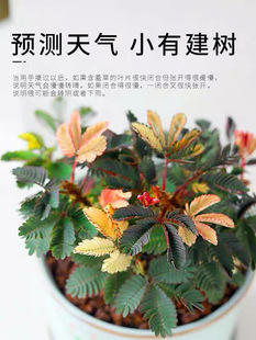 Rainbow Mimosa Small Potted Kindergarten School Indoor Fun Flowers Four Seasons Evergreen Mimosa Balcony Competition