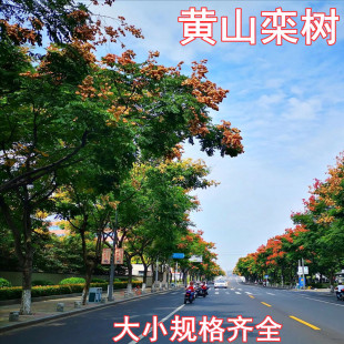 ������Sɽ���ͥԺ�L�����е������ͺ��G������ռ�ز��w��仨��