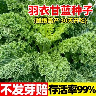 Special Kale Seeds, Spring and Autum Vegetable Seeds, Balcony Potted Field, Easy to Grow, Cold-Resistant and Multiple Harvests