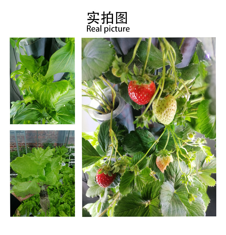 实拍图
