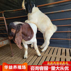 3一5个月波尔山羊图片多胎怀孕母羊能用的种公羊