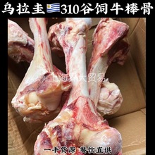 乌拉圭310谷饲安格斯牛棒骨牛骨头烤牛骨髓牛大骨牛排牛肉法式餐