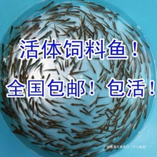 喂开口饲活鱼鳄龟鱼龙鱼罗汉杂鱼麦穗鱼饲料淡水鱼饵鱼小鱼苗其他