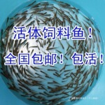 喂开口饲活鱼鳄龟鱼龙鱼罗汉杂鱼麦穗鱼饲料淡水鱼饵鱼小鱼苗其他