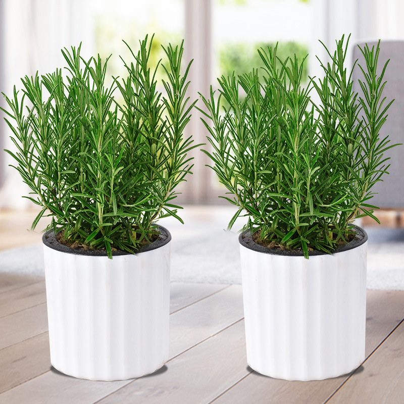 로즈마리 중간 모종 2개 화분(세로무늬 흡수성 화분) + 영양액