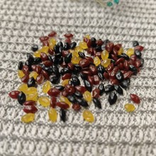 ɫpvcɢbѸɼtsZʳģ͵b