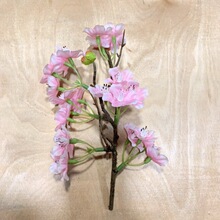 �羳�����֦ӣ���ٻ�������������֦Ч�����ڻ��⻨�ճ�������