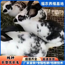 ���N�ڰ׻����û��w�������l�S�׻����÷N�ø߮a���������ð����g