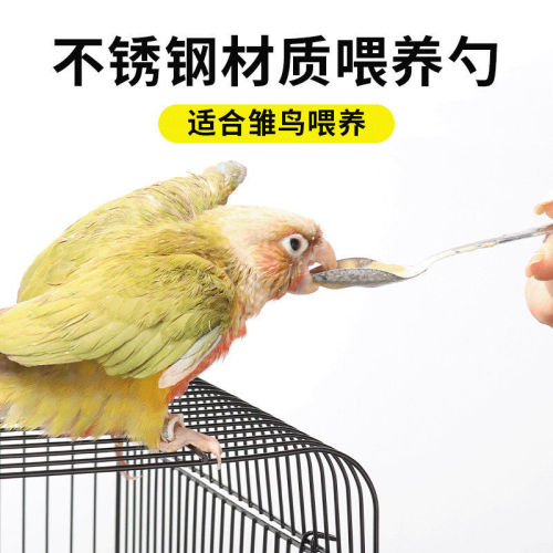 Parrot Feeder Hand-raised Mynah Bird Bulbul Bird Quail Chick Milk Formula Feeding Spoon Stainless Steel Spoon