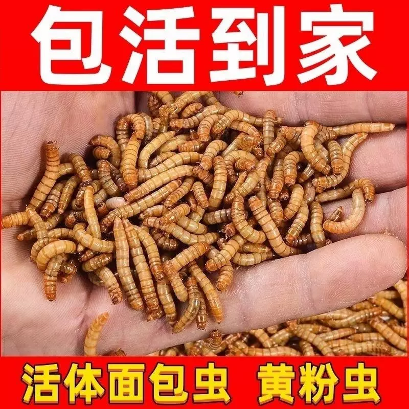 广东面包虫黄粉虫活虫鲜活虫种虫金龙鱼石蛙仓鼠蜥蜴画眉鸟饲料