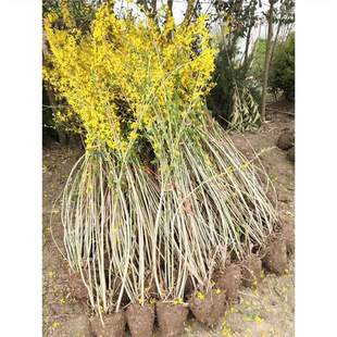 ӭ�������绨���B�N����ͥԺ�̨�����Ե��������ͺ�ֲ��ͥԺ����