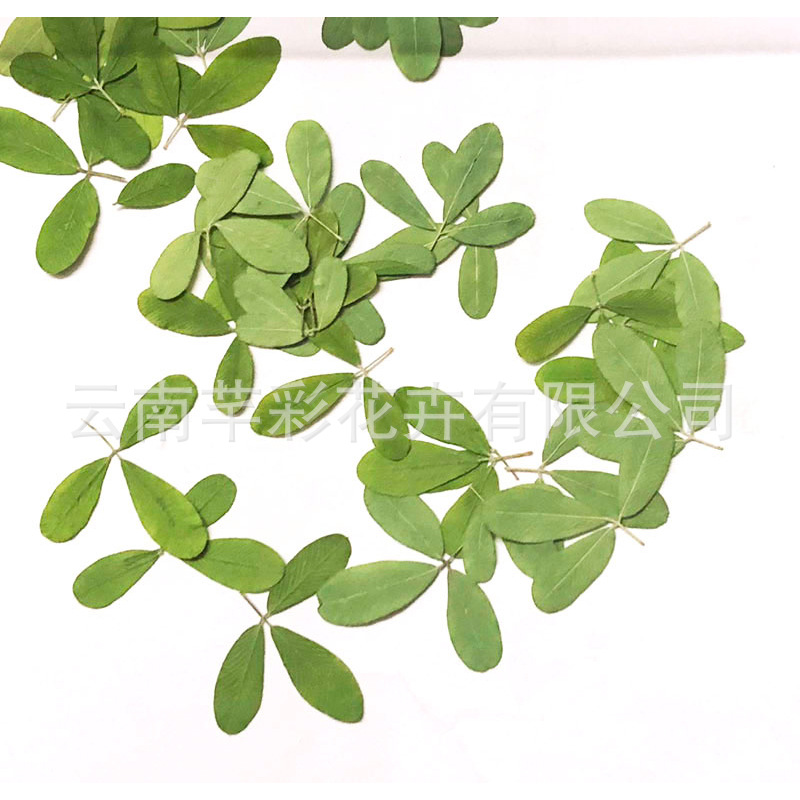 关门草干花押花 DIY手工滴胶 干花手机壳香薰蜡烛真叶子植物标本