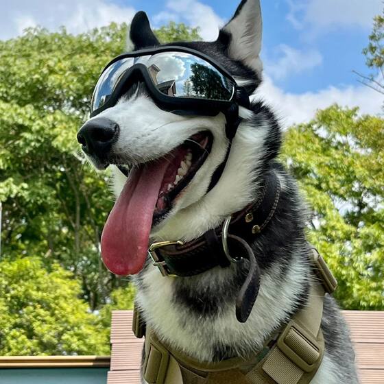 Pet Glasses for Cats and Dogs Teddy Bichon Windproof Beach Seaside Photo Props Supplies Small Size Dogs and Cat Sunglasses