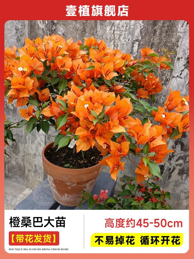 [꽃과 함께 배송] 오렌지 삼바 모종 [45-50cm丨꽃이 쉽게 떨어지지 않음丨계절에 꽃이 핀다]