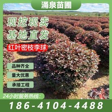 乡村建设绿化密枝红叶李小区绿化庭院栽植红叶密枝李球80～1.5米