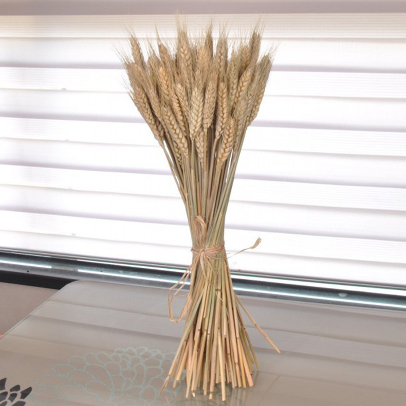 Zhiyun AL POR MAYOR OREJA DE TRIGO flor seca ramo de oreja de trigo flor eterna rural natural gran trigo oreja tiro flor artificial