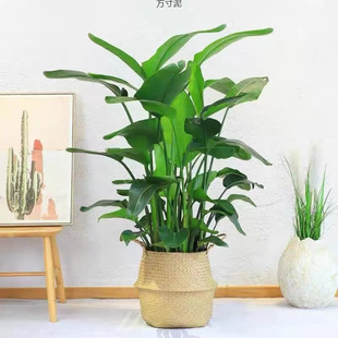 Bird Potted Large Plants Office Living Room Green Plants Real Green Plants Indoor and Outdoor Foreign Trade Wholesale Supply Chain Factory