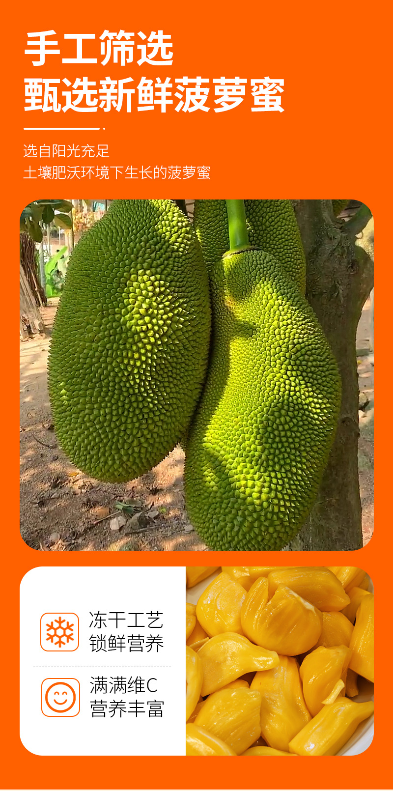 Freeze-Dried Jackfruit (Artocarpus heterophyllus) — Bottled 85g Tropical Fruit Snack quality and texture