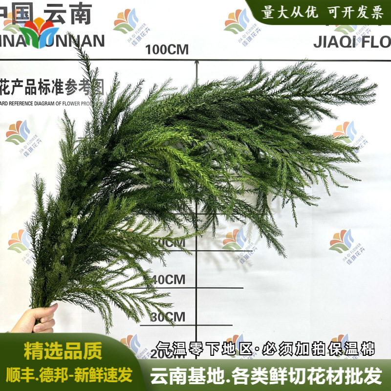 新鲜天竺少女松枝鲜切花云南基地直批婚庆圣诞节日布置花材鲜花