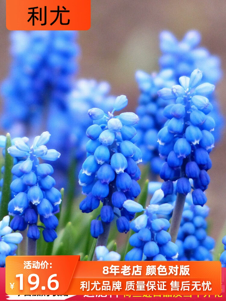 Виноградный гиацинт семян мяч почвенная культура Гидропоника в горшке четыре сезона балкон цветок лилии Семена многолетние