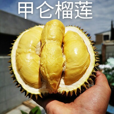 Jia Lun Durian fresh fruit Thailand Tropical Season Tree Durian Entire