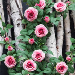 Simulation rose vine soft decoration vine faux flower vine tube air conditioner pipe wrapped vine wall plastic flower shading
