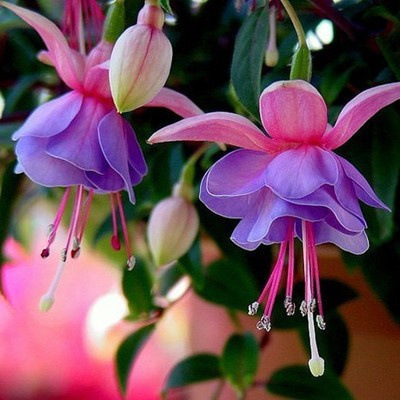 Los pétalos dobles cuelgan boca abajo, las plántulas de la campana dorada, las linternas, las plantas en macetas, las plantas verdes de interior, los balcones, las flores florecen en todas las estaciones, las flores continúan floreciendo