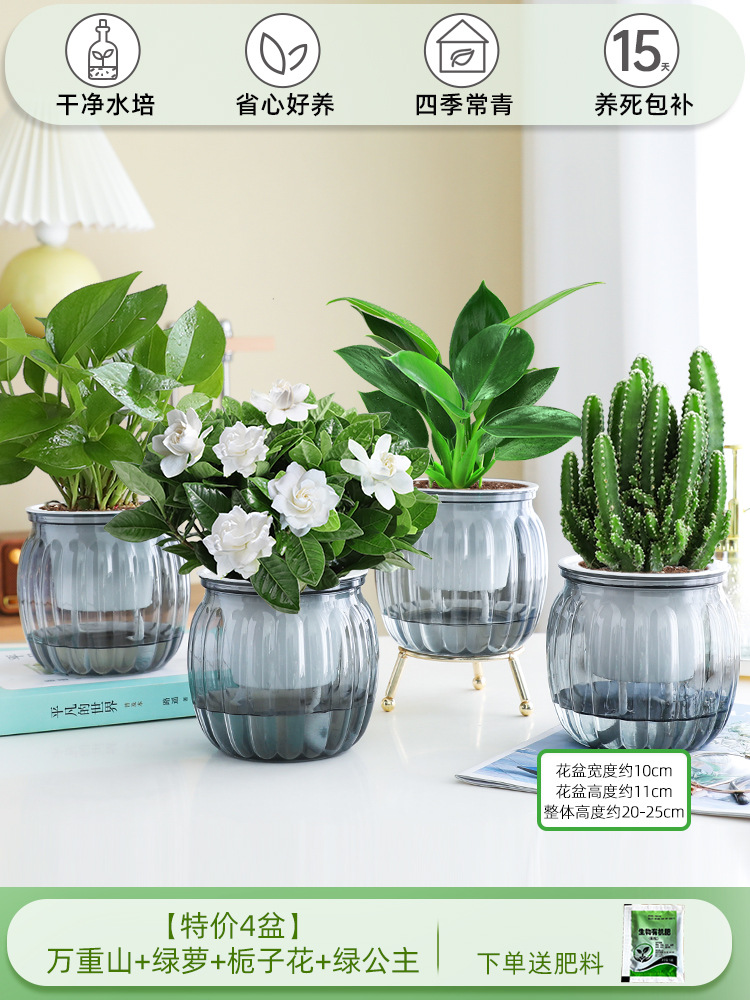 [특별 제공 화분 4개] 완중산 + 포토스 + 치자나무 + 그린 프린세스