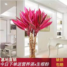 t̖ˮBF񻨻Բƿ͏dGɫֲM՚